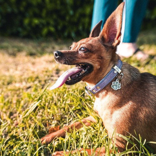 Placa Shine Pata Purpurina Gris