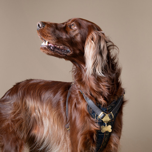 Brustgeschirr H Hermitage Tartan aus echtem braunes leder