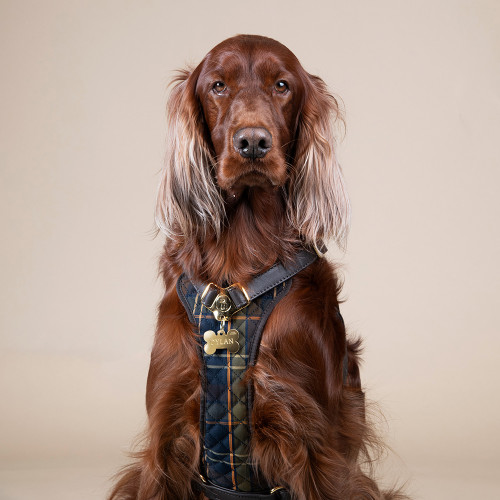Brustgeschirr H Hermitage Tartan aus echtem braunes leder
