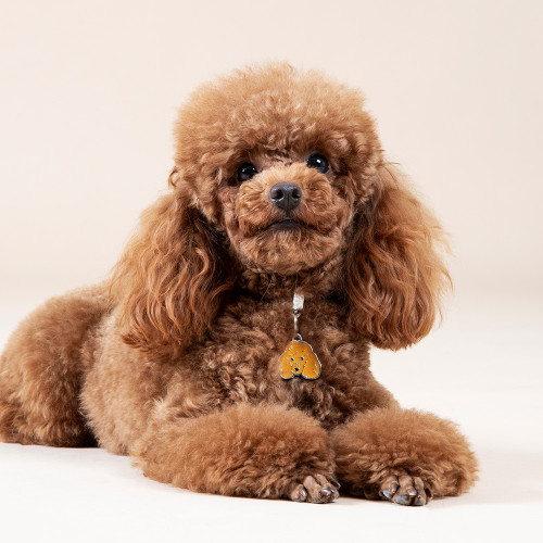 Placa Friends Caniche Albaricoque