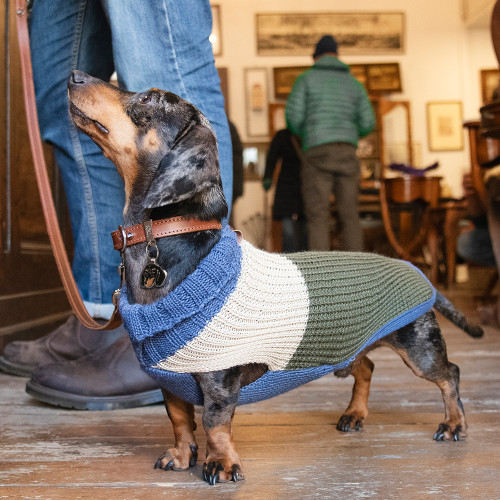 Pull pour Chiens Cortina Forest Green