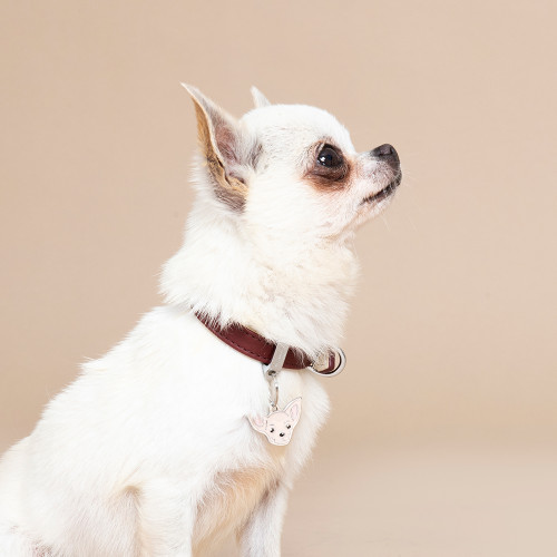 Friends cremefarbener Chihuahua Plakette
