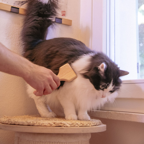 Spazzola MyFamily Grande per Cani e Gatti a Pelo Lungo