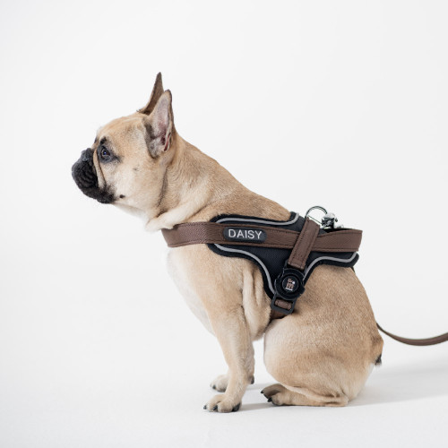 memopet® ID Customizable Orange Y-Harness