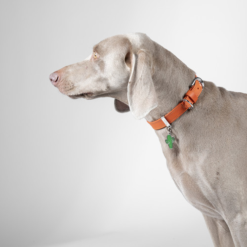 Collier Ginevra en Cuir Orange avec Finitions Chrome